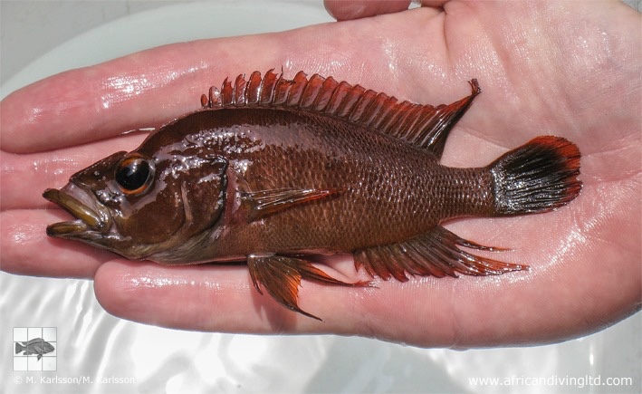 Neolamprologus prochilus 'Kambwimba'